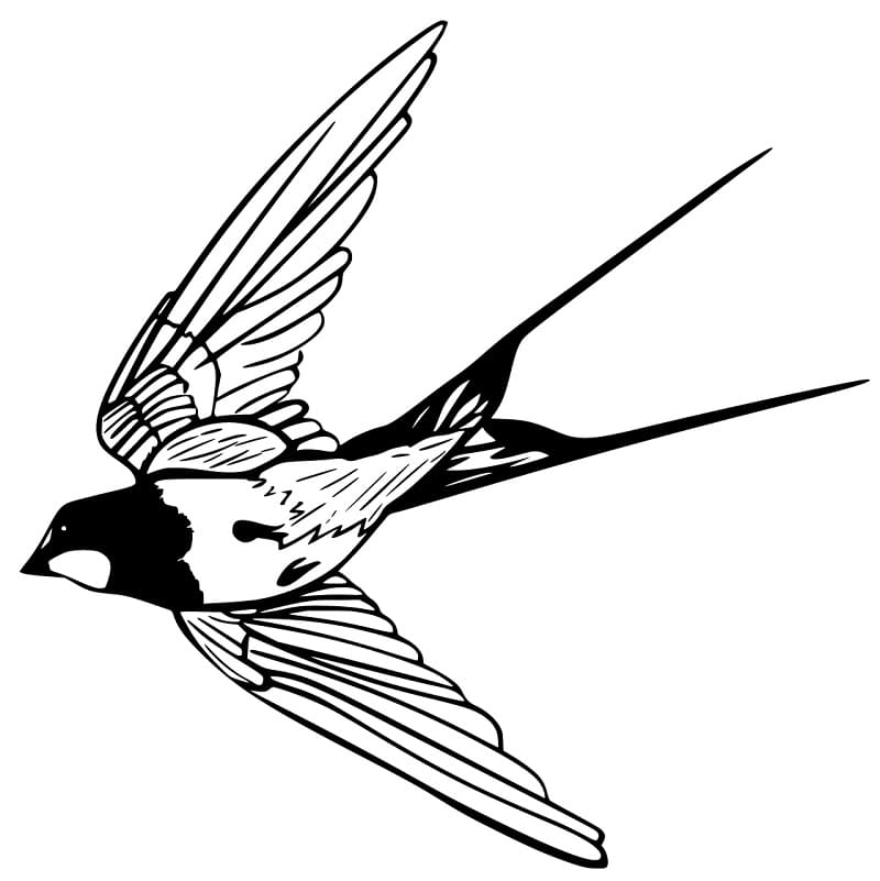 Swallow Printable Färbung Seite - Kostenlose druckbare Malvorlagen für ...