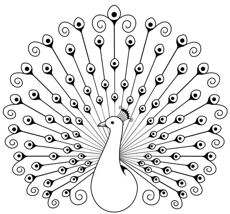 Symmetrical Peacock