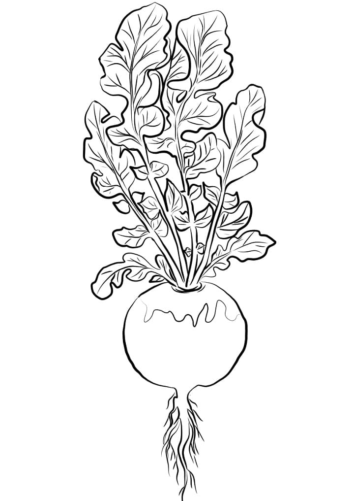 Turnip Printable