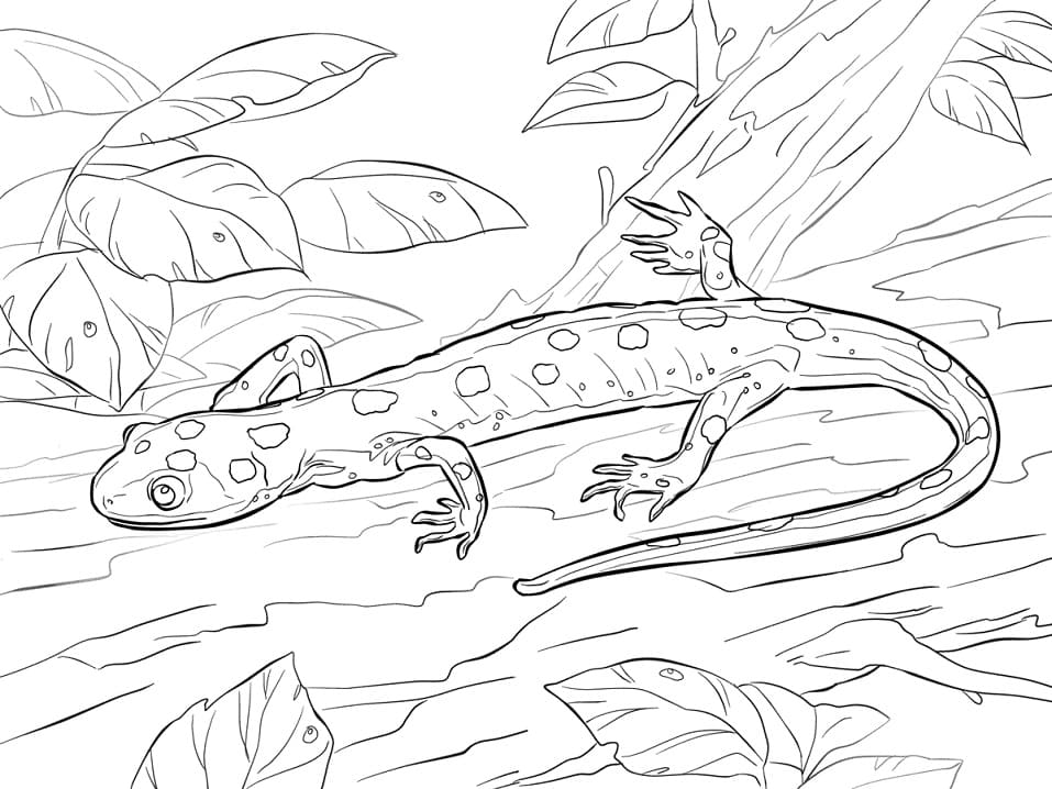 Salamander - Coloring Pages