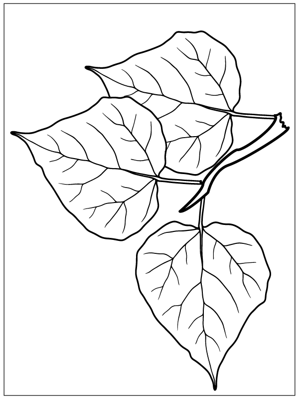 Populus Leaves Färbung Seite - Kostenlose druckbare Malvorlagen für Kinder