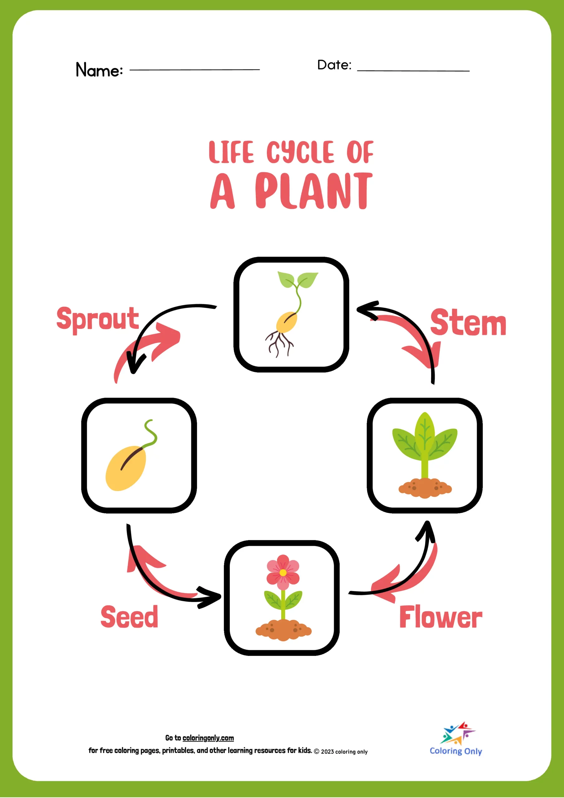 Life Cycle of a Plant - Coloring Pages