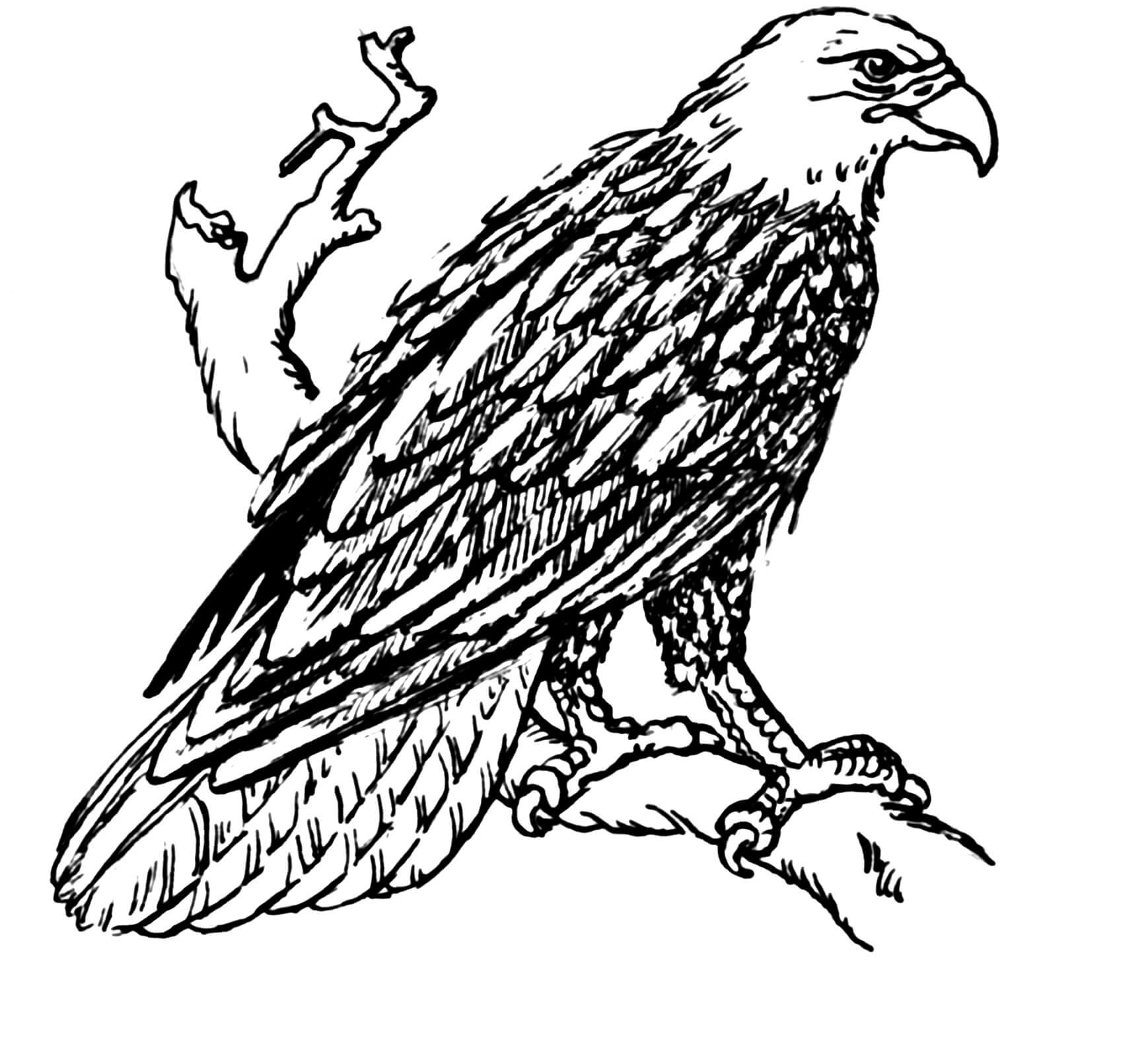 Águila Dibujada a Mano