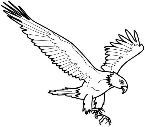 Águila Normal