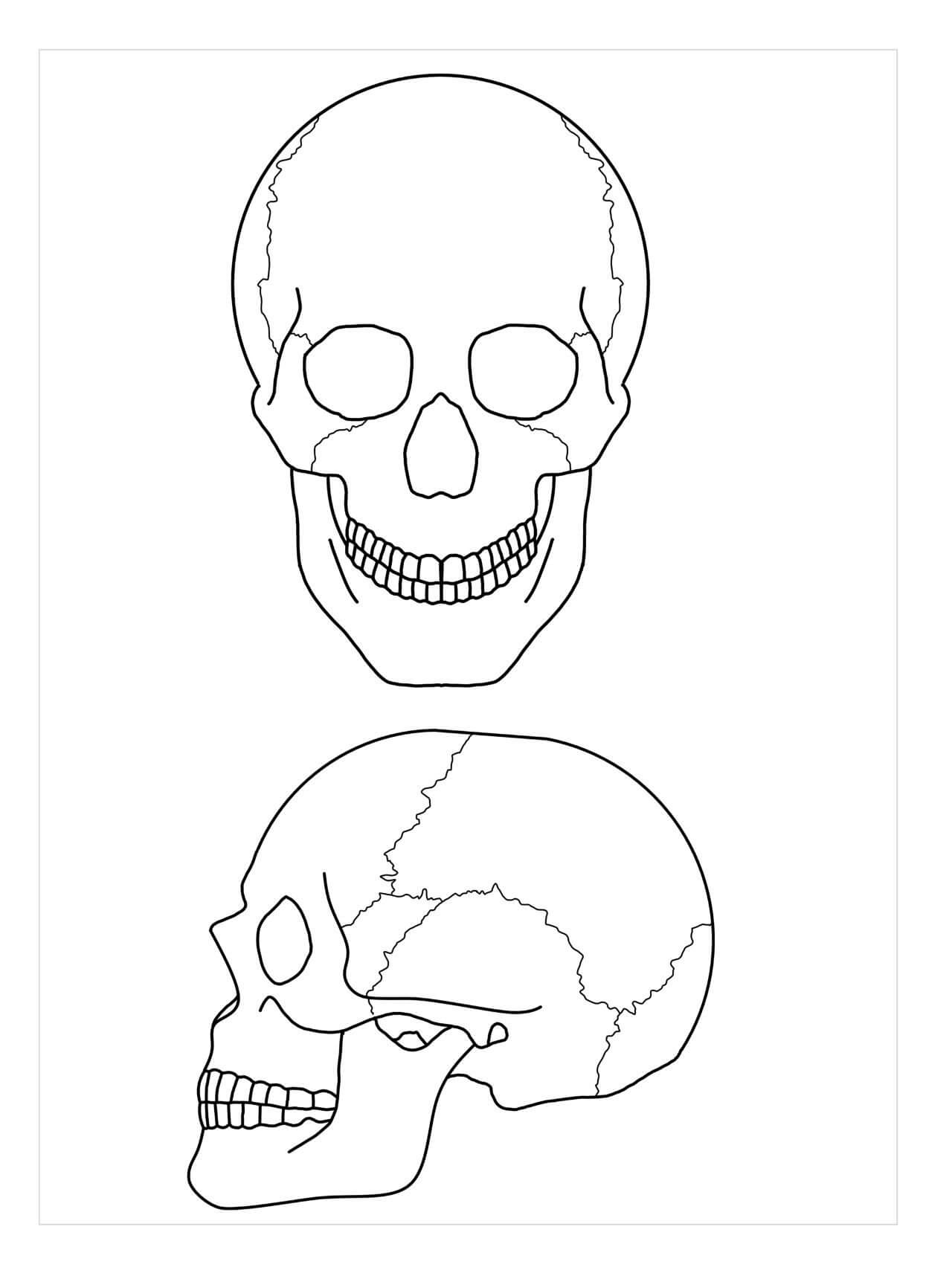 Anatomía de dos Cráneos