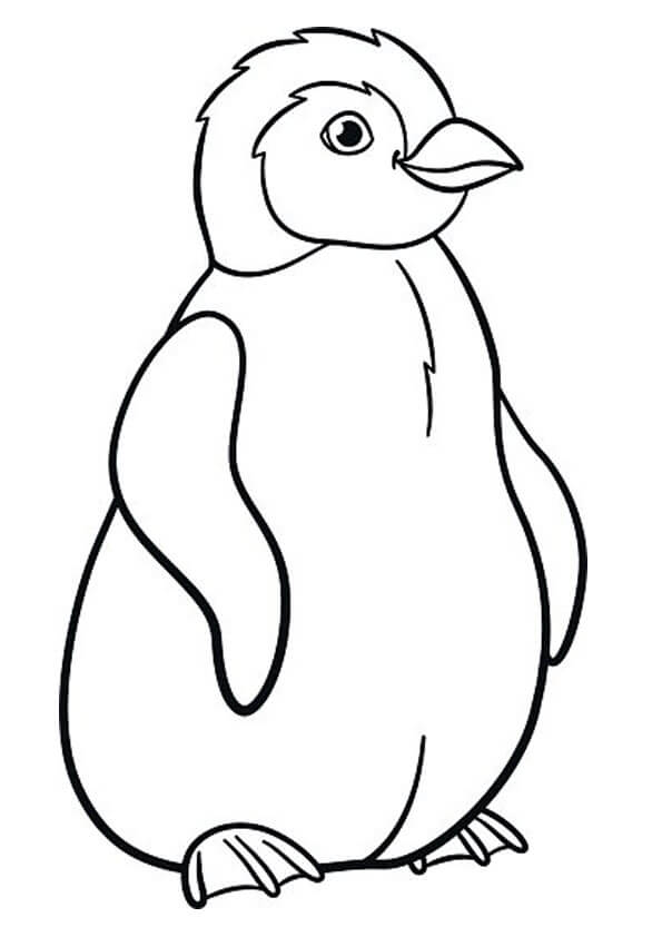 Bonito Pinguino