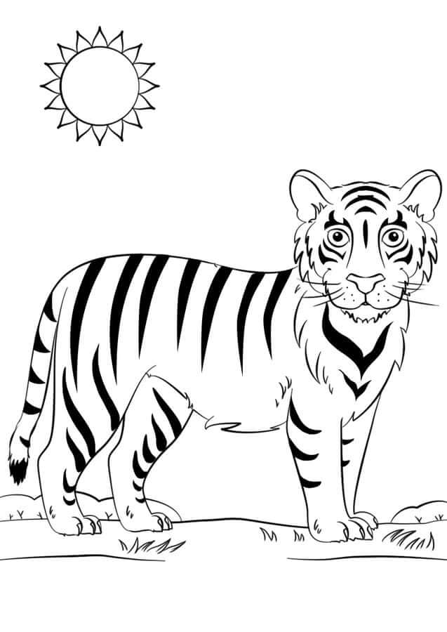 Bonito Tigre