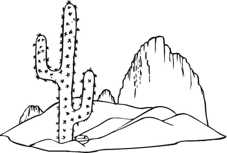 Buen Cactus