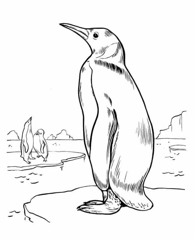 Buen Pingüino
