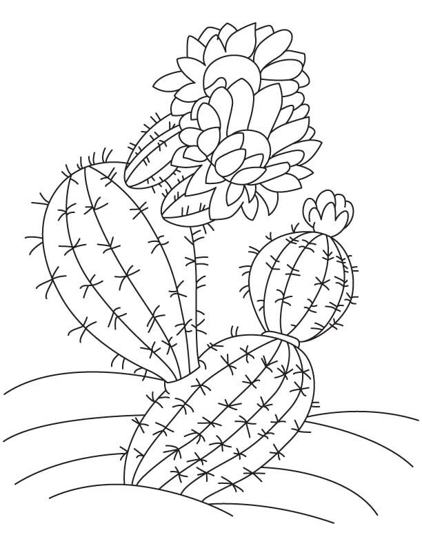Cactus con Flor
