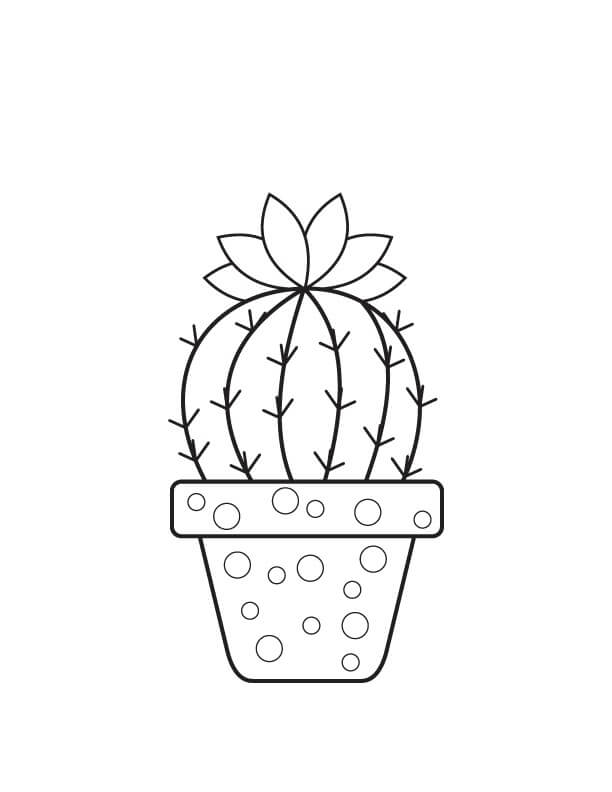 Cactus en Maceta Básico