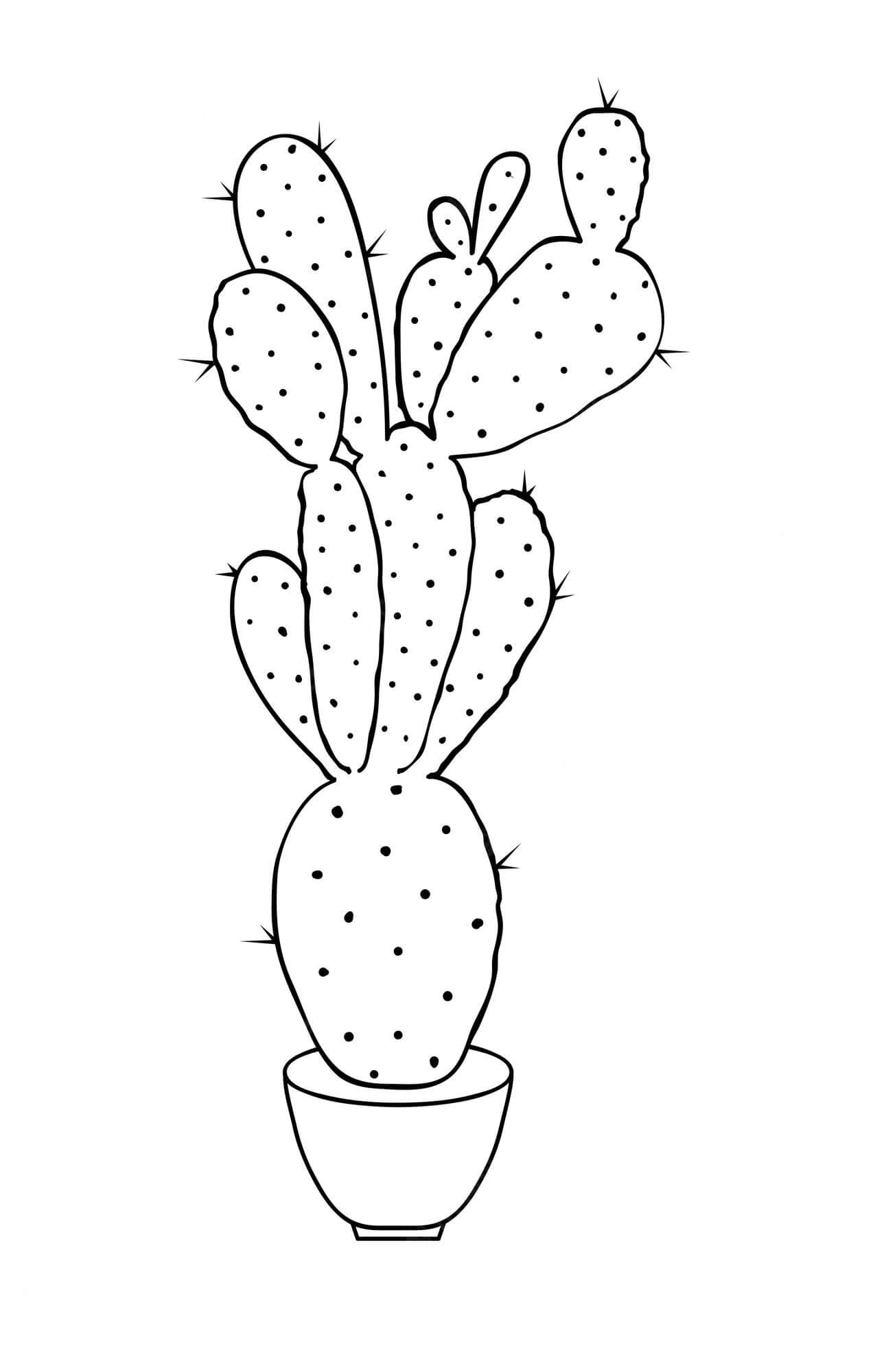 Cactus Gratis