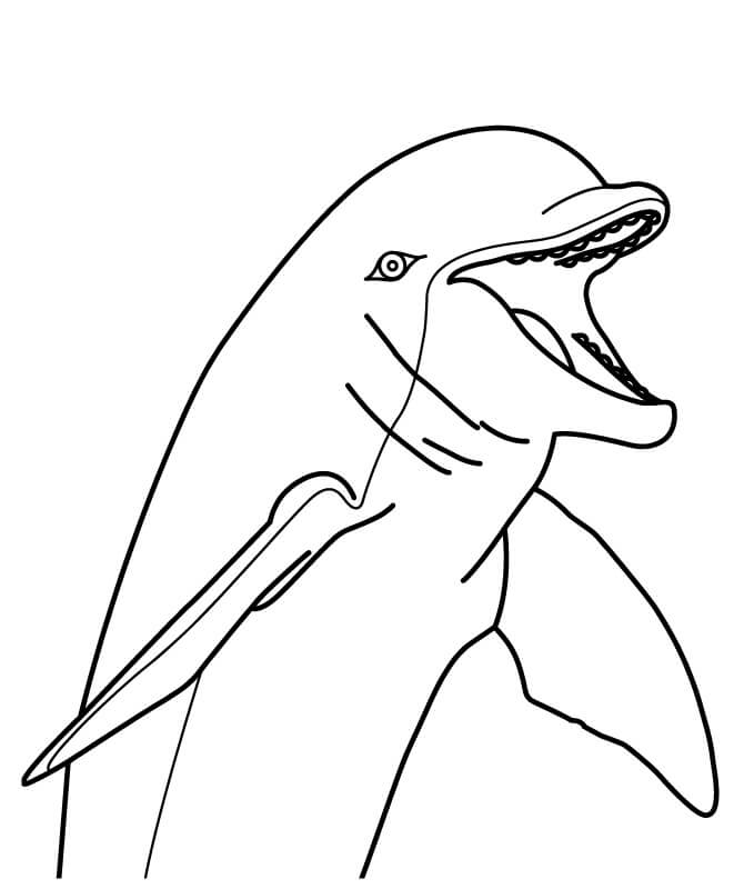 Cara de Delfín