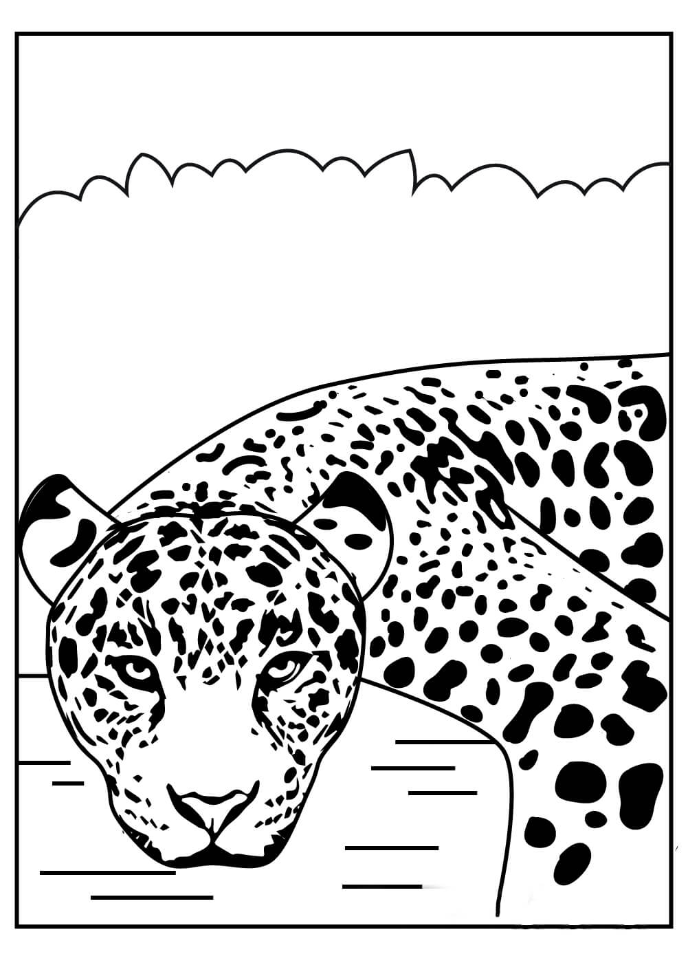Cara de Jaguar Básica