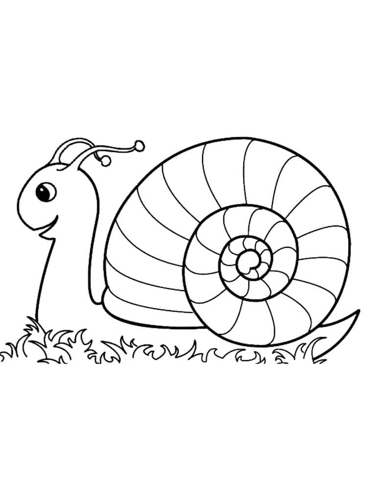 Caracol Agradable