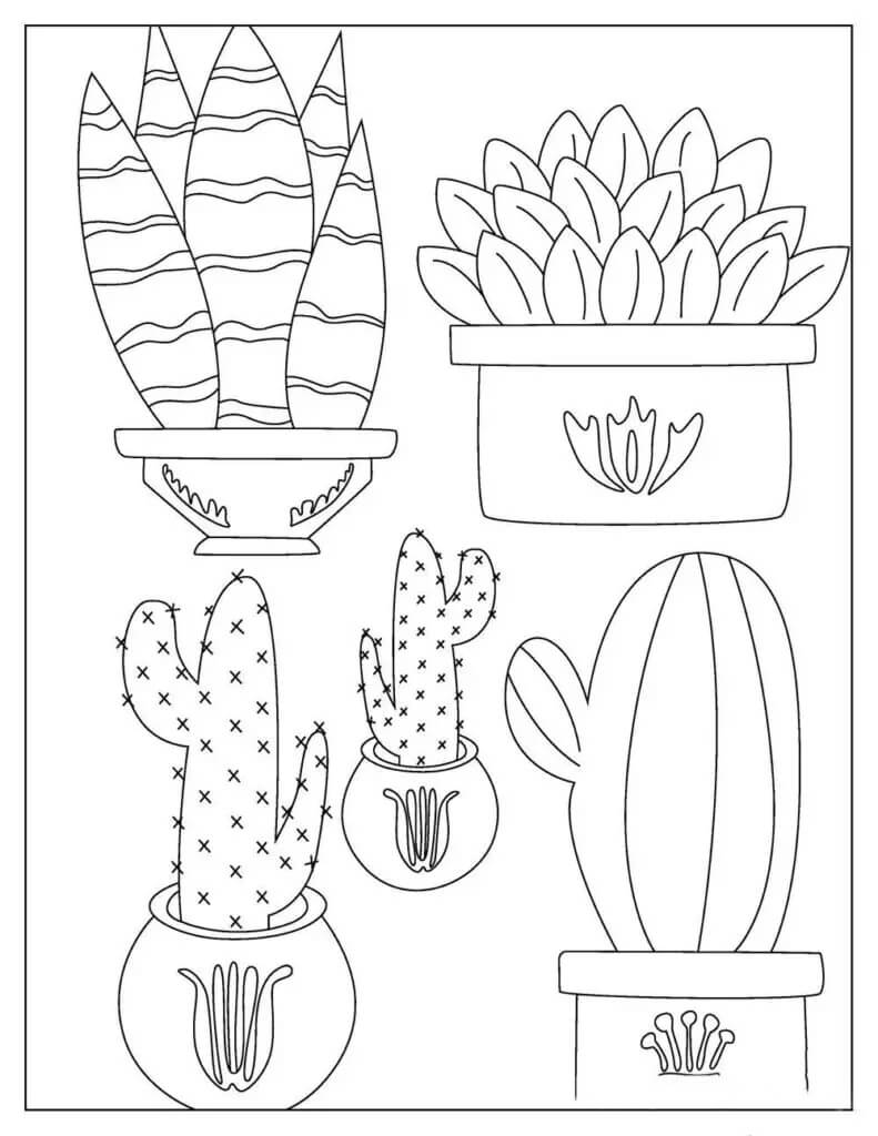 Cinco Cactus en Maceta
