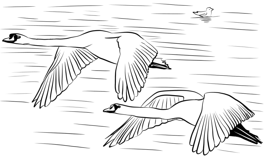 Cisnes Volando