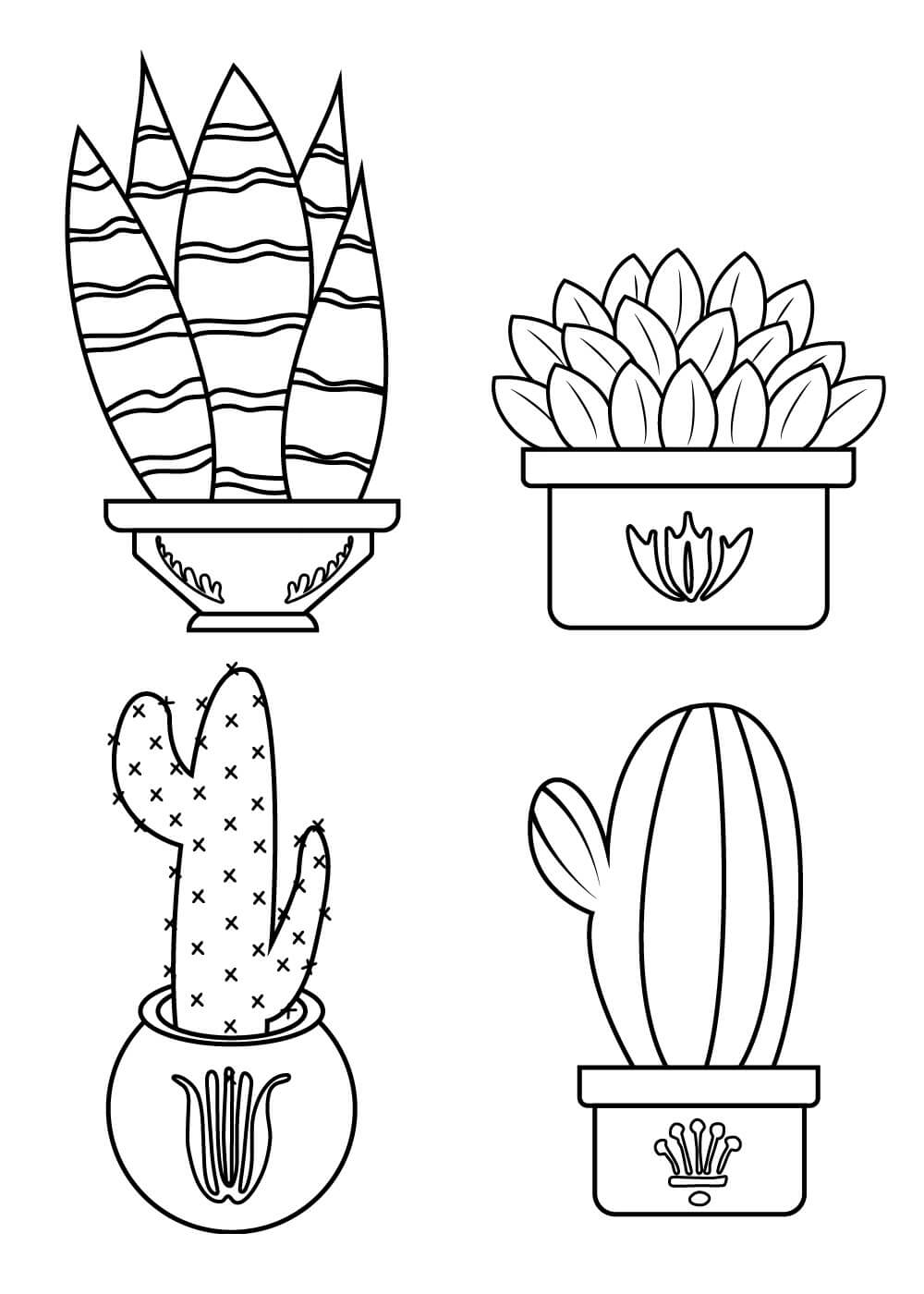 Cuatro Cactus en Maceta