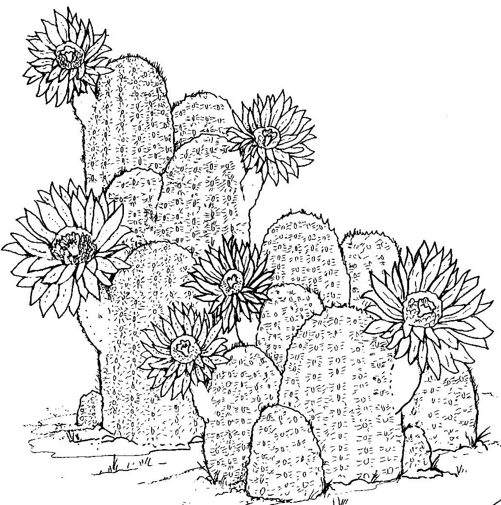Dibujo a Mano de Cactus
