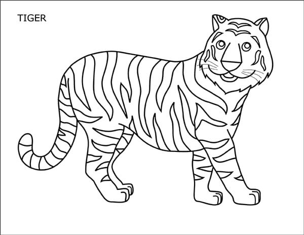 Divertido Tigre