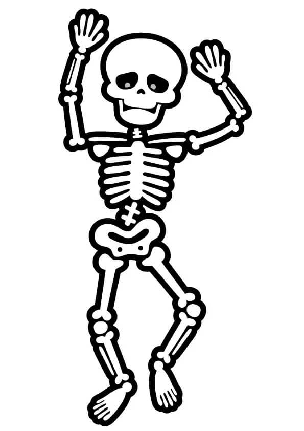 Esqueleto Básico