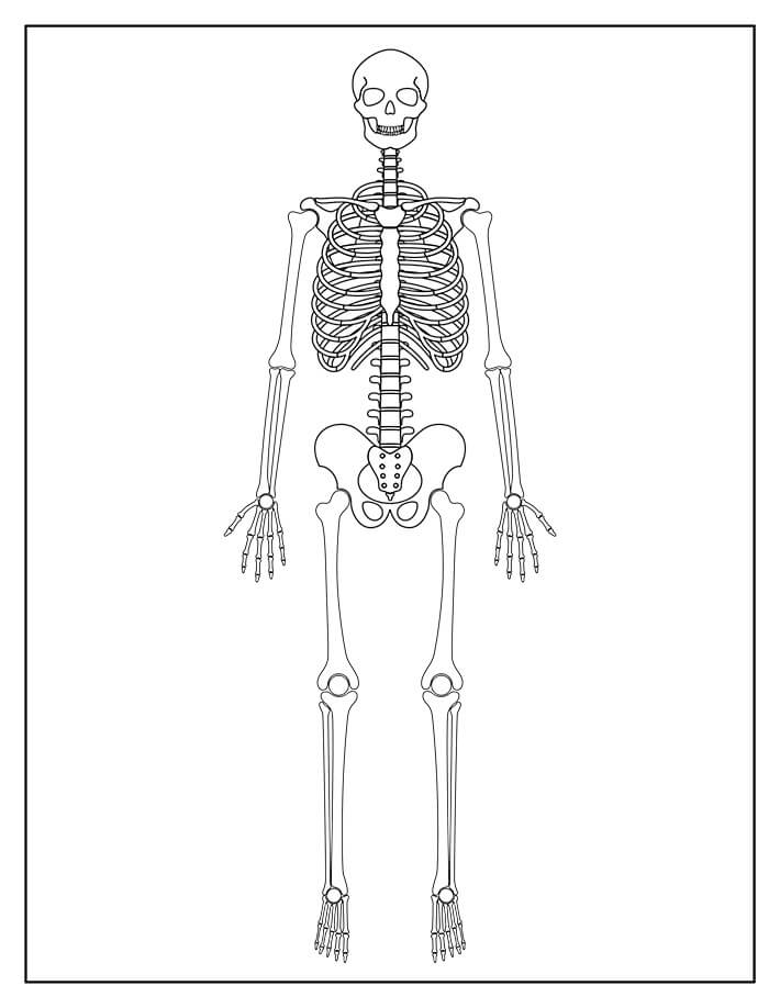 Esqueleto Normal