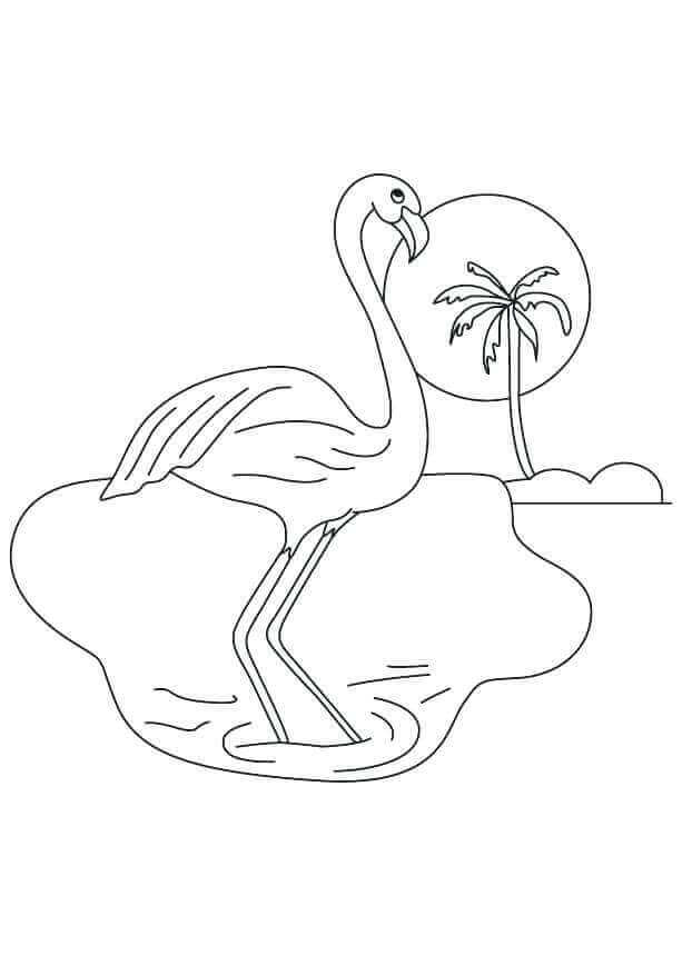Flamingo en una isla Pequeña