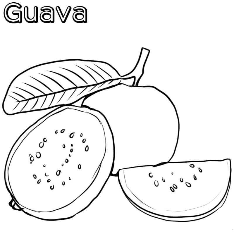 Guayaba Básica