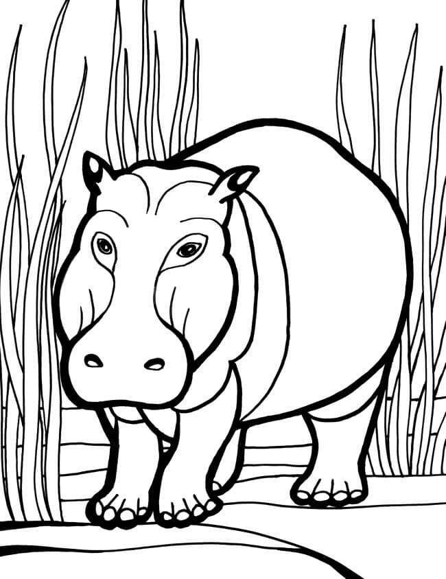 Hipopotamo