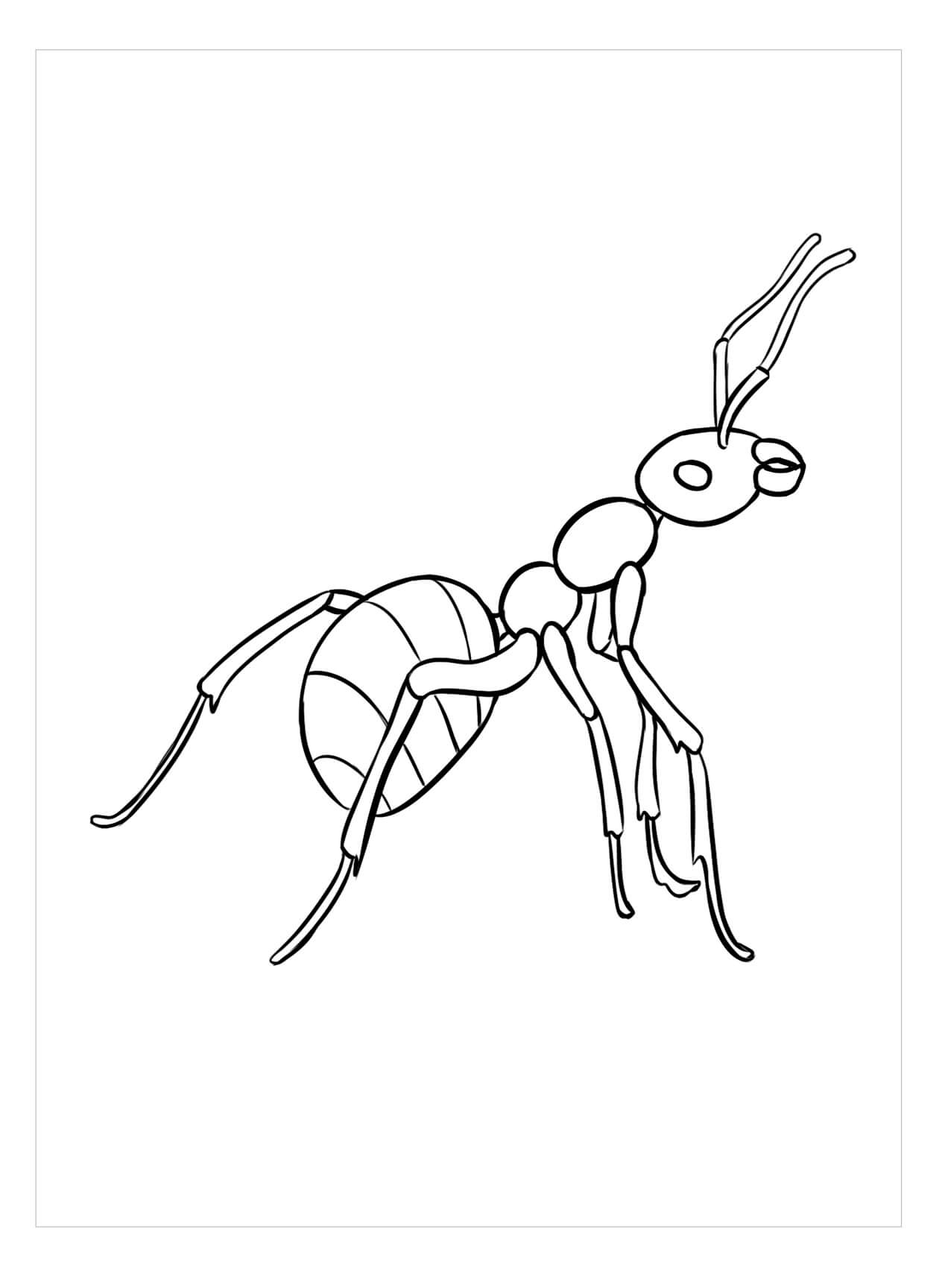 Imágenes gratis de Hormigas