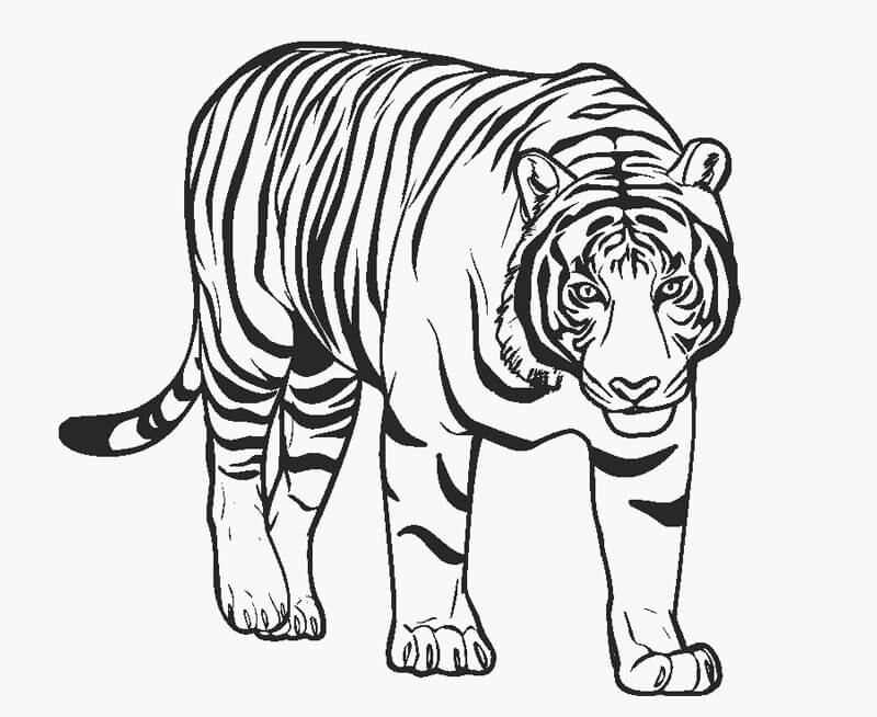Impresionante Tigre