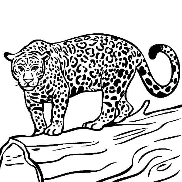 Jaguar Listo para Cazar