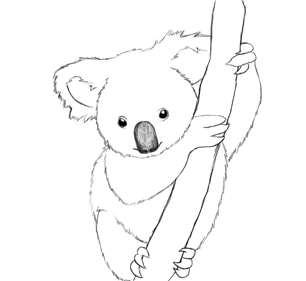 Koala Realista