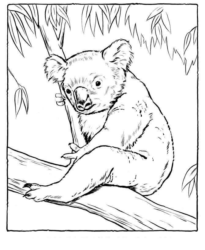 Koala sentado en un Árbol