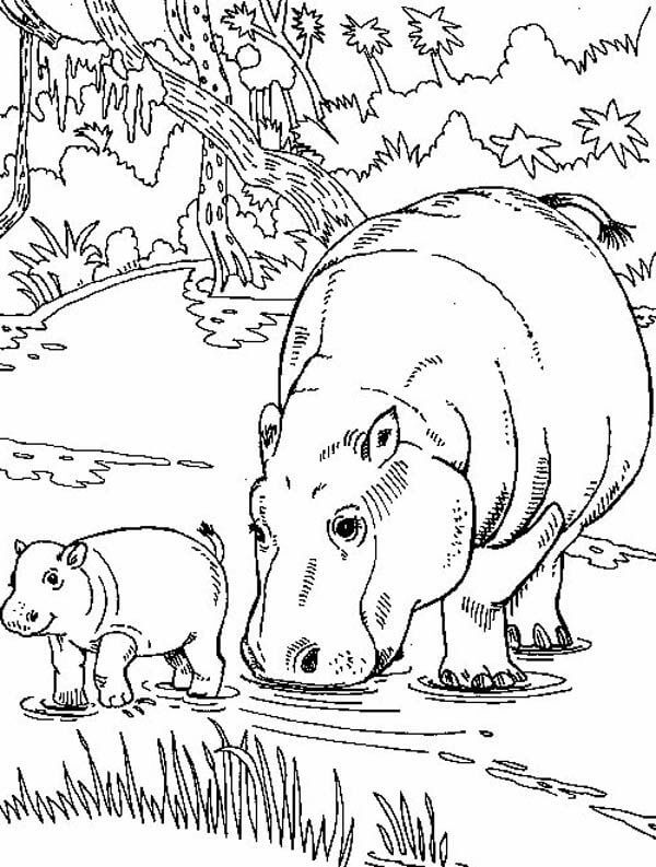 Madre Hipopótamo Normal y Bebé Hipopótamo