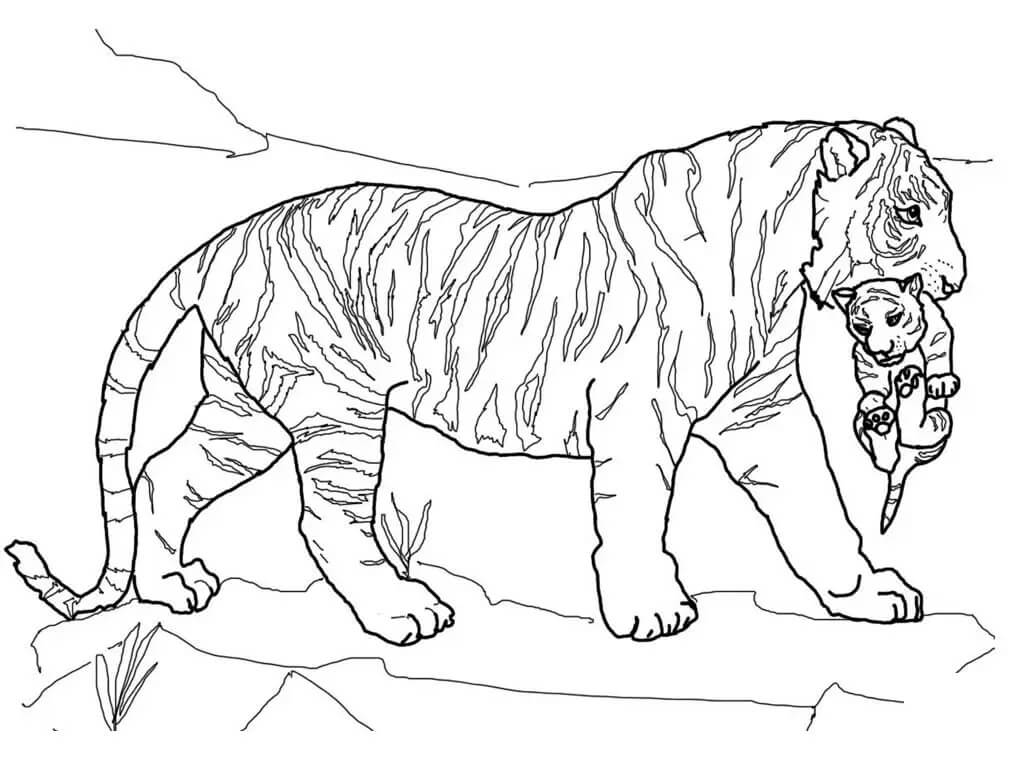 Madre tigre Cargando Bebé Tigre