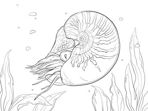 Nautilus Con Cámara