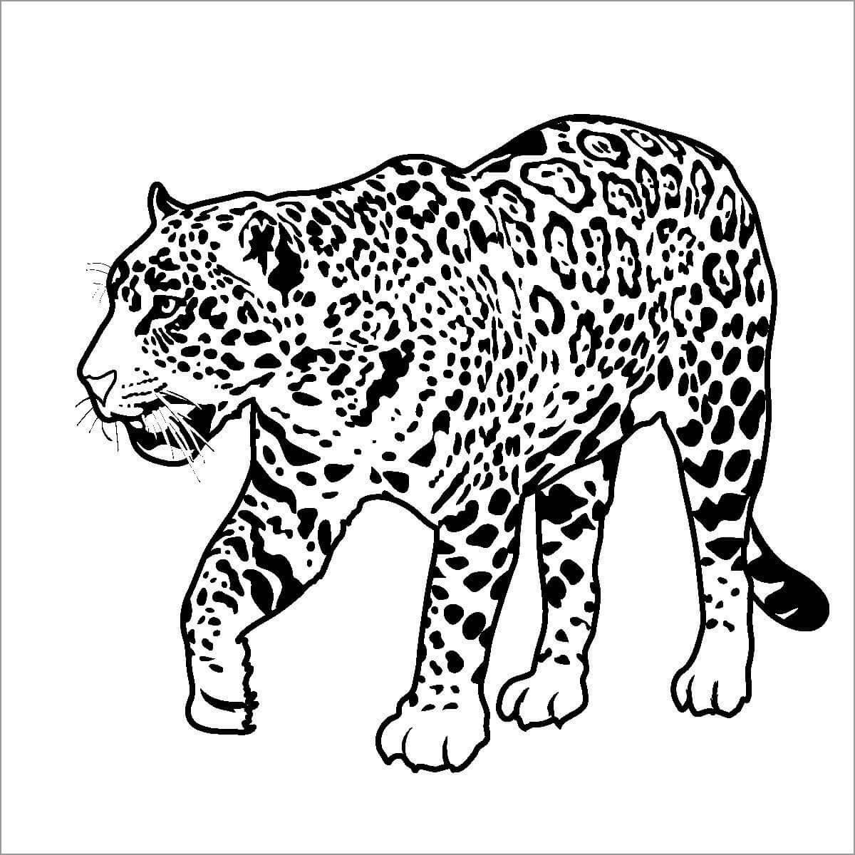 Paseo del Jaguar