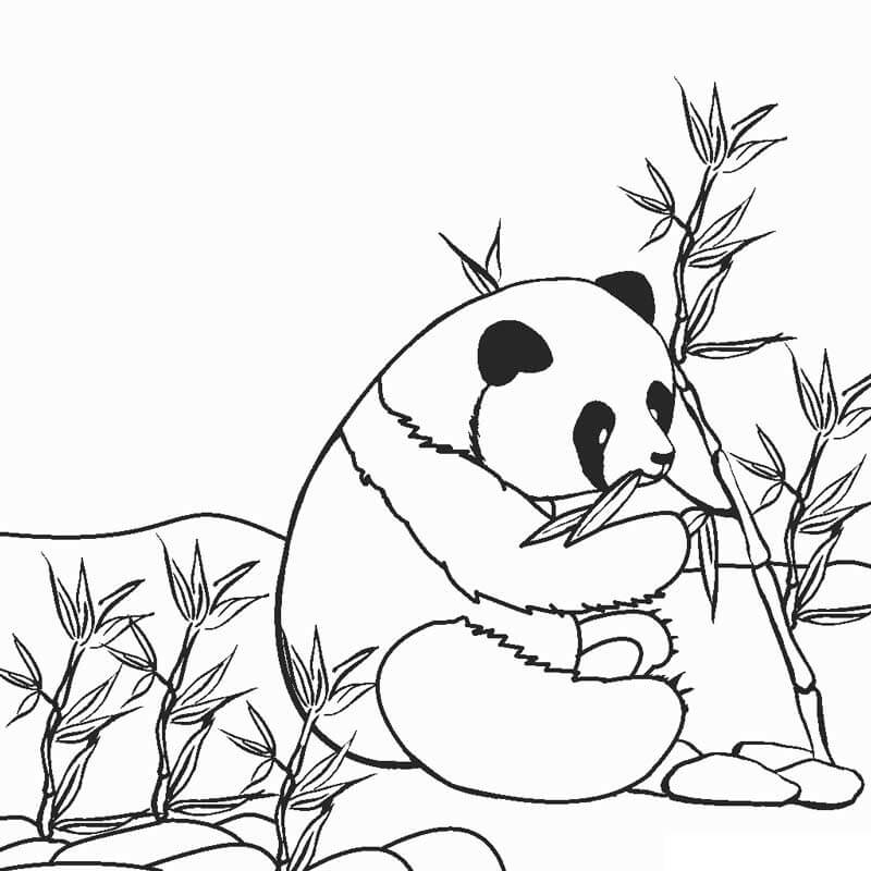 Pequeño Panda comiendo Bambú