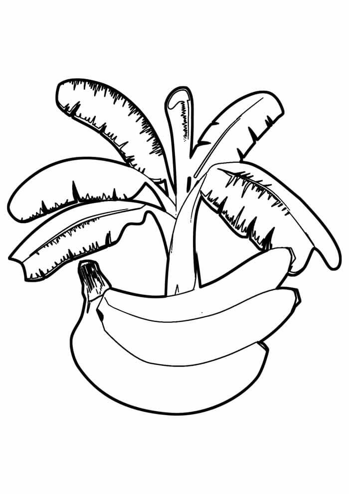 Plátano con Árbol de Plátano
