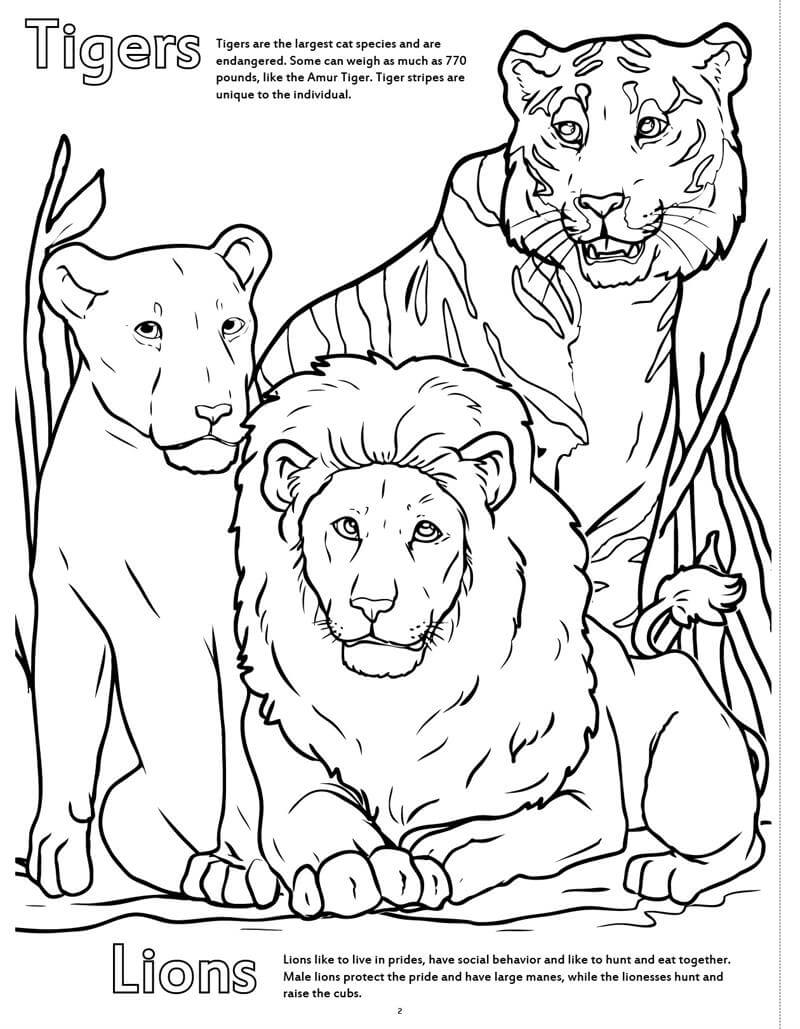Tigres y Leones en el Zoológico