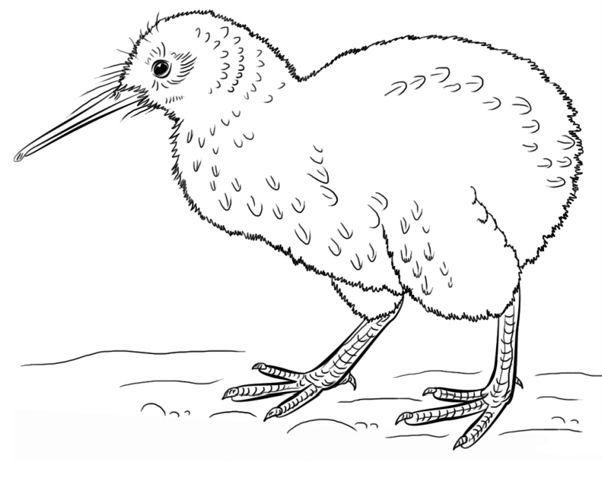 Un Pájaro Kiwi