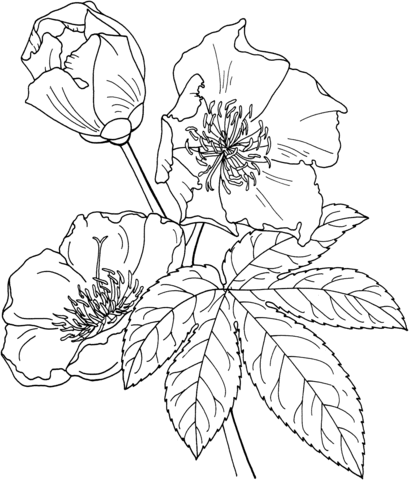 1527065135_cochlospermum-vitifolium-or-buttercup-tree-coloring-page