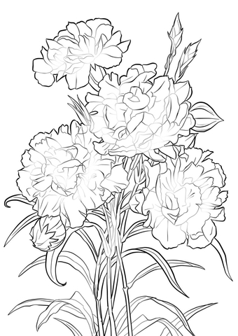 1527065657_scarlet-carnation-coloring-page