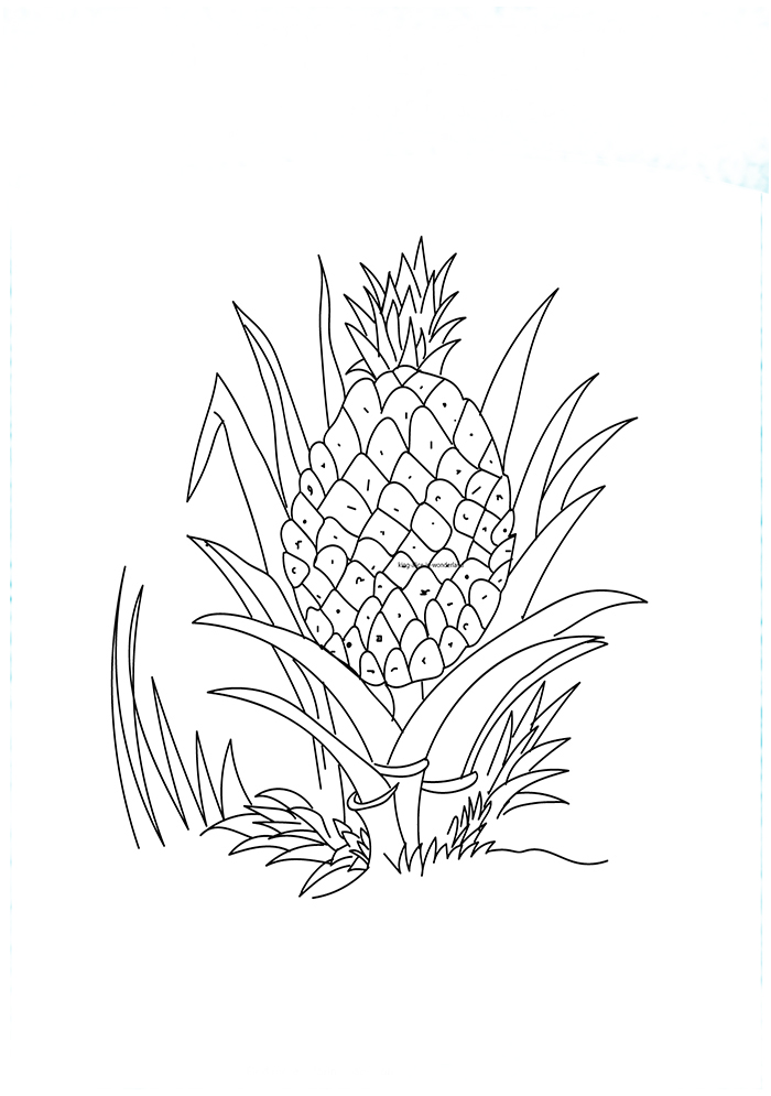 1528444045_a-ripe-pineapple-16-a4_copy