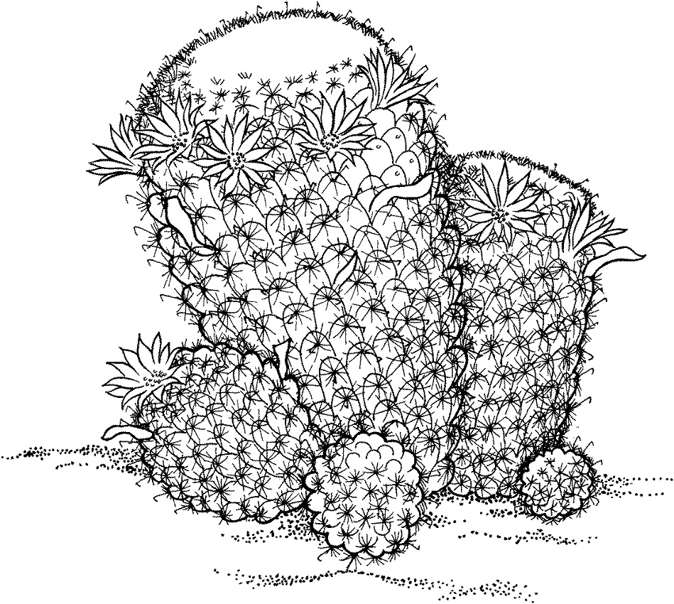 1595811010_mammillaria-wildii-cactus-coloring-page