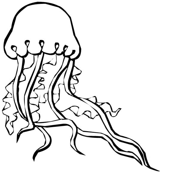 Dibujos de Medusas para colorear e imprimir– 