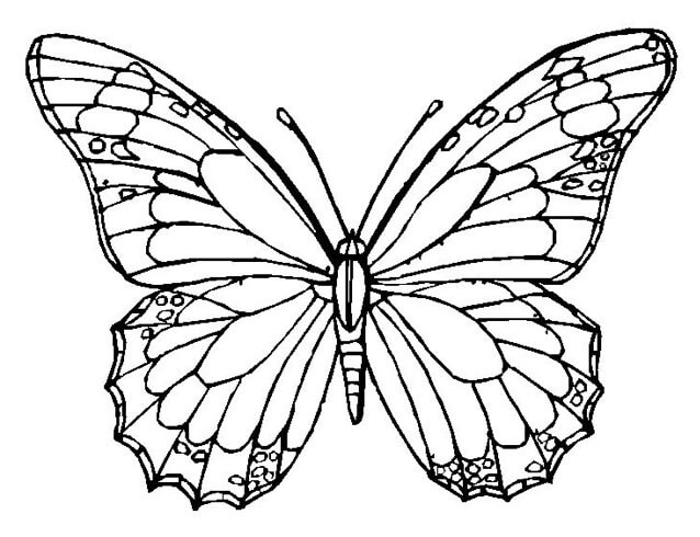 Agradable Mariposa