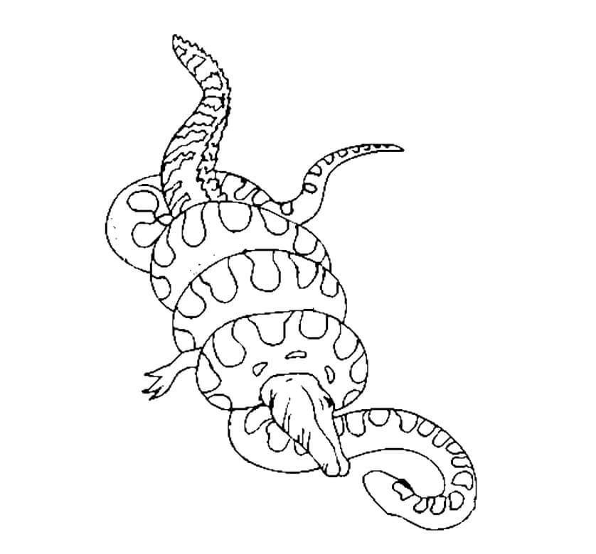 Anaconda contra Cocodrilo para colorear, imprimir e dibujar  –