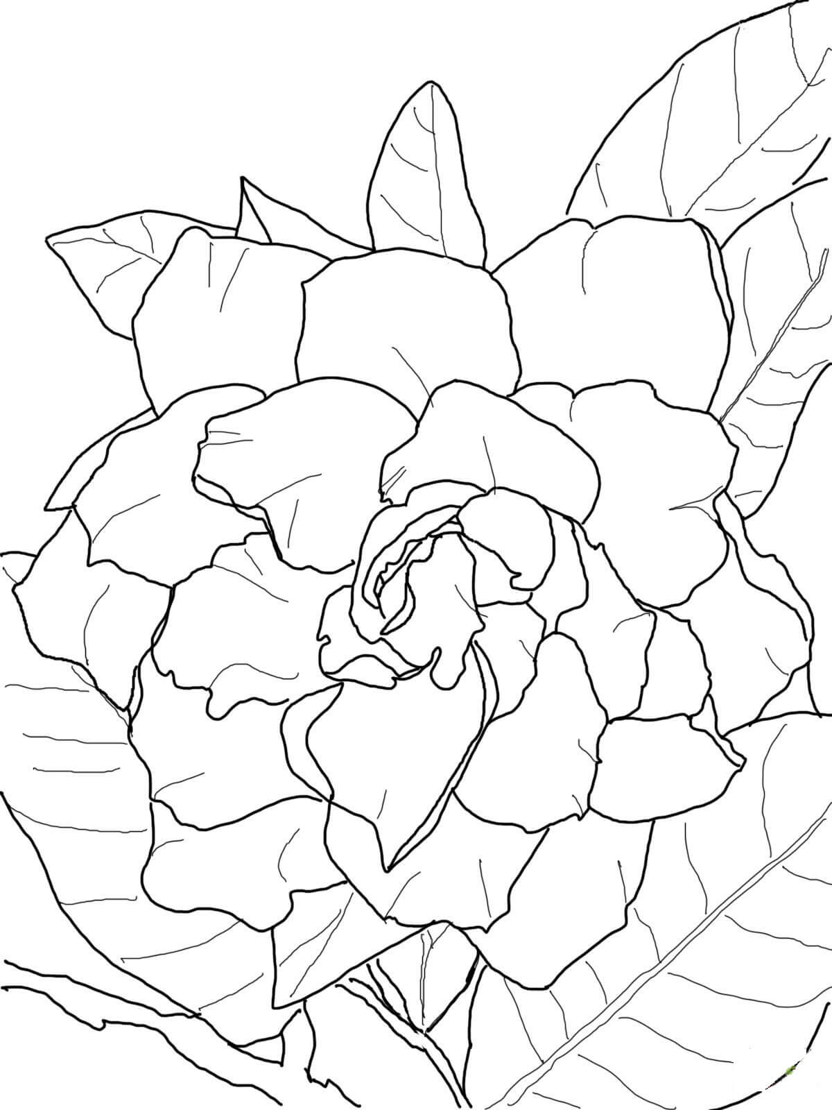 Bonita Gardenia para colorear, imprimir e dibujar –